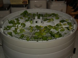 celery on dehydrator tray