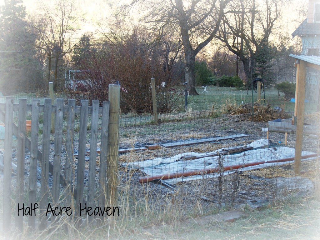 The garden isn't looking like much,  but take a closer look. . .