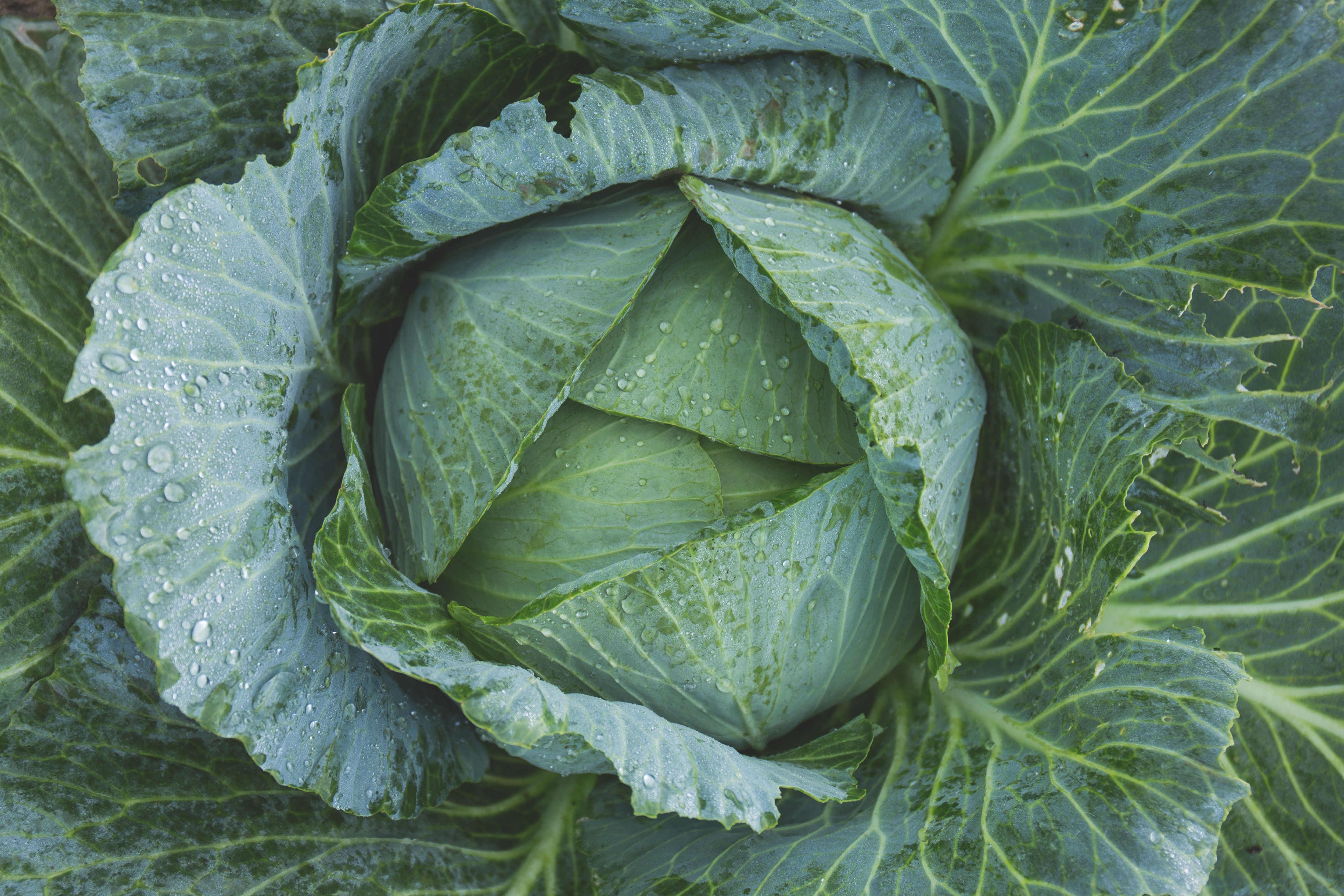 Our Cabbage Salsa Recipe and Tutorial