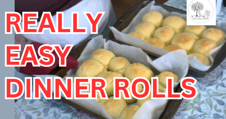 Quick Easy Dinner Rolls